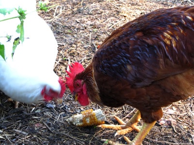 2020033102483920101006corn