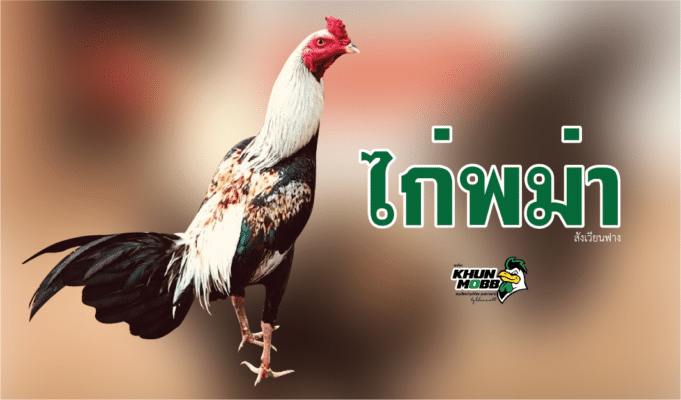 ไก่พม่า