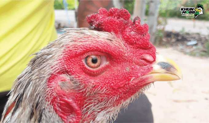 20200913083733koy chicken 18