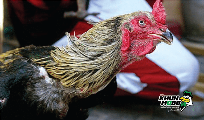 20201023010756chicken badfeeling 22