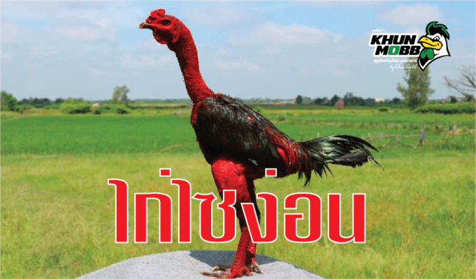 ไก่ไซง่อน