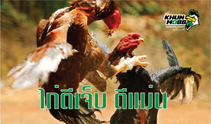 ไก่ตีเจ็บ