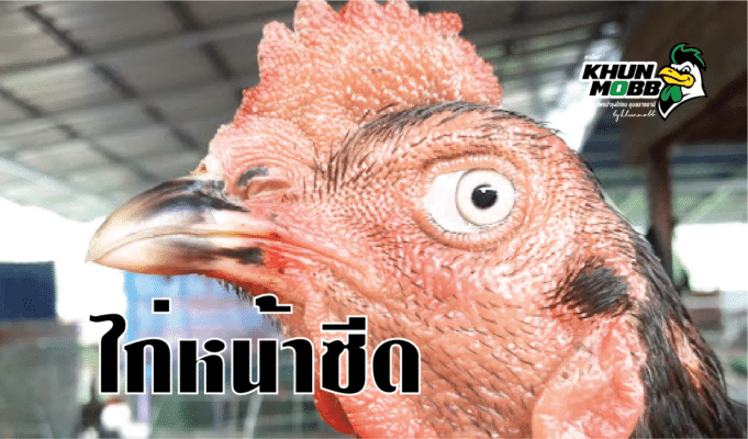 20201024074224white face of chicken 32