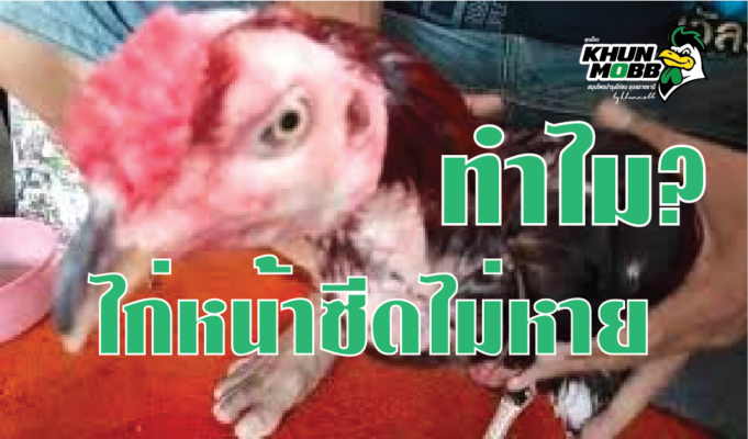 20201130115248chicken white face 36