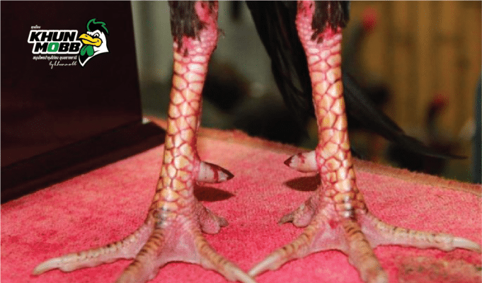 20201225044133chicken fighting 40 1