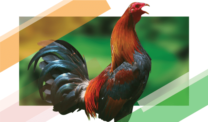 20201225044157chicken fighting 41