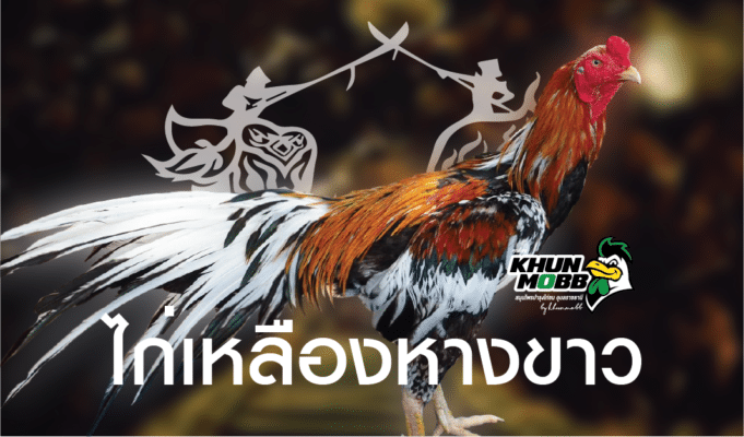 ไก่เหลืองหางขาว