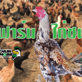 20210216051338chicken farm 42