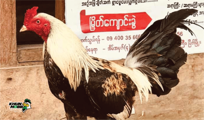 ไก่พม่า