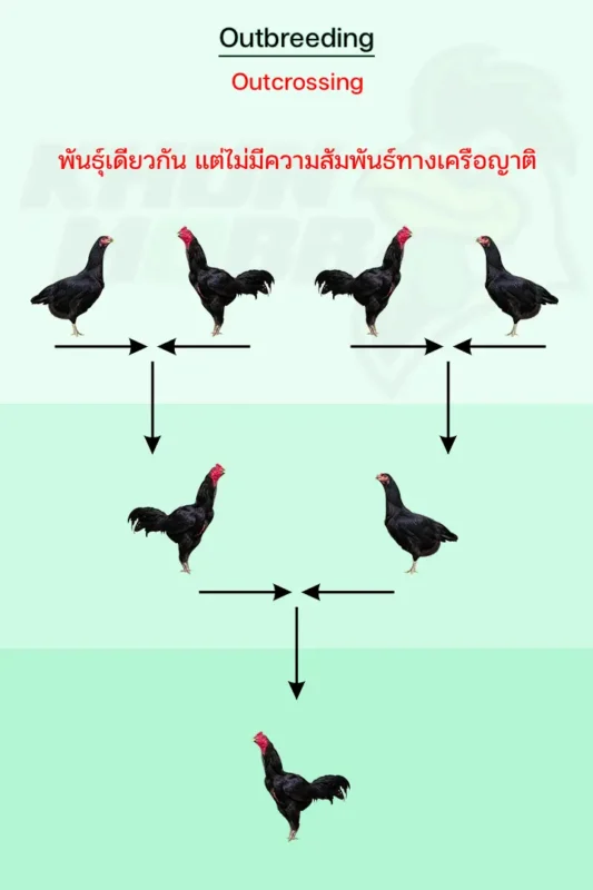 ผสมข้าม ในพันธุ์เดียวกัน