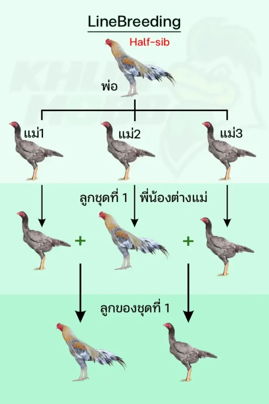 ผสมไลน์บรีด ในสายเลือด