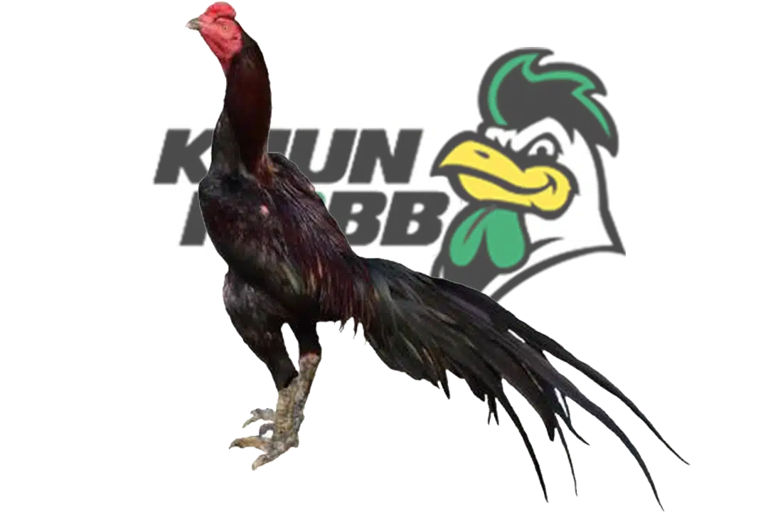 ไก่ประดู่หางดำ