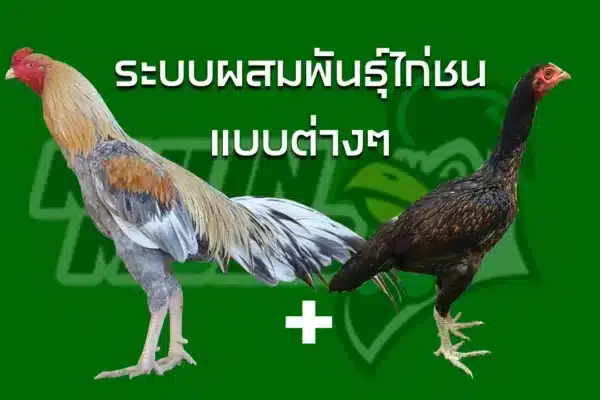 ระบบผสม