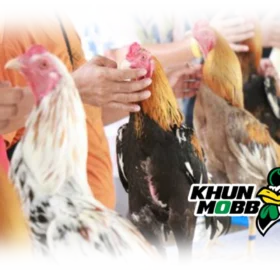 ไก่ชนไทย