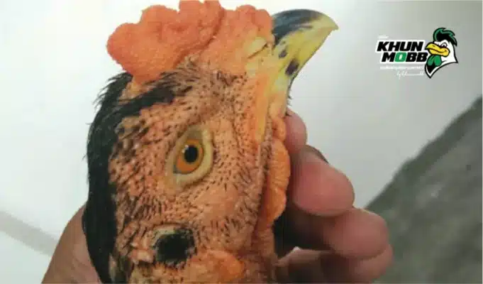 ไก่หน้าซีดเกิดจากอะไร