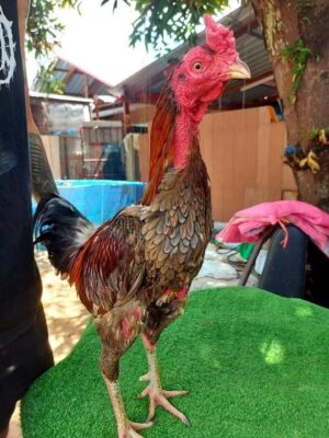 วิธีการล่อไก่