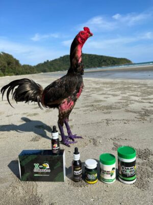 วิธีการเลี้ยงไก่สำหรับชน