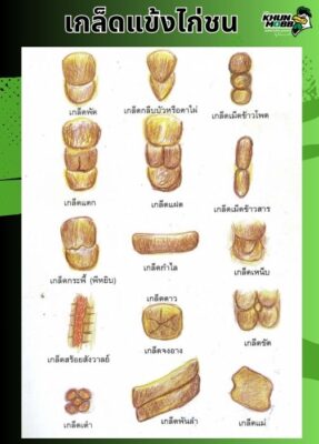 เกล็ดแข้งไก่ชน