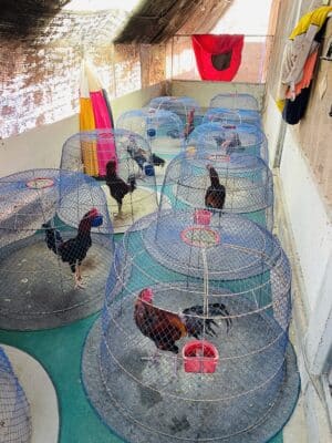 ไก่ชนที่ควรหาซื้อโดยไม่ต้องปล้ำ