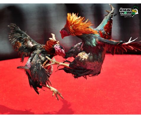 การเปรียบไก่