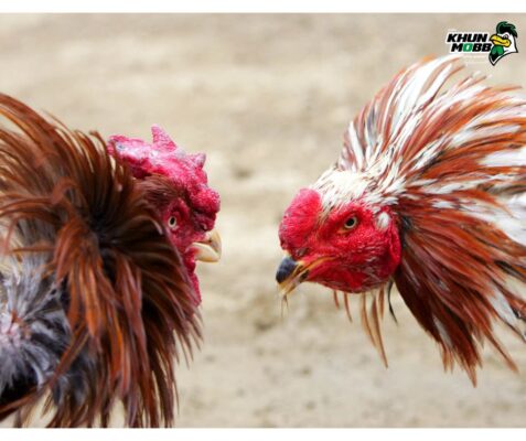 ชั้นเชิงของไก่