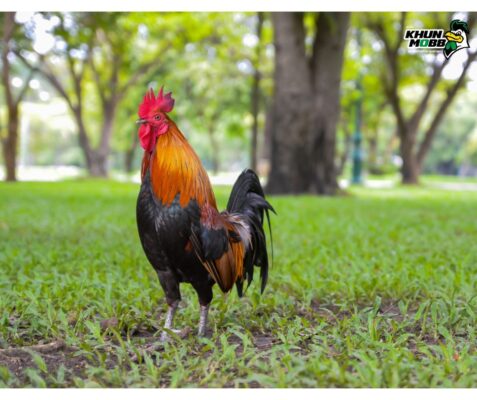 การยืนของไก่