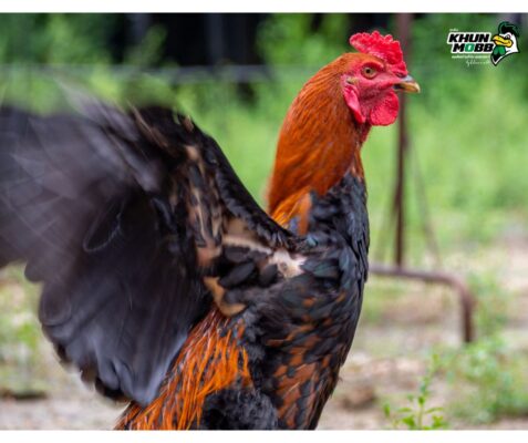 ลักษณะไก่ชน