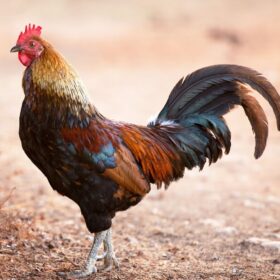 วิธีดูลักษณะไก่ชน