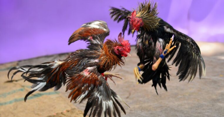 เชิงไก่ชน 1