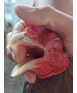 ครีมน้ำมันสมุนไพรสมานแผล รักษาไก่ปากเป็นแผล ยาทาปากไก่ 6 แผลในปากไก่ 1 1