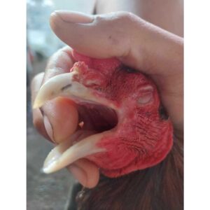 แผลในปากไก่ 1 1