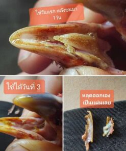 ครีมน้ำมันสมุนไพรสมานแผล รักษาไก่ปากเป็นแผล ยาทาปากไก่ 7 แผลในปากไก่ 2