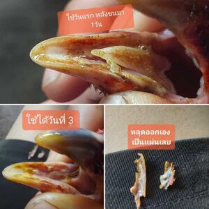 แผลในปากไก่ 2