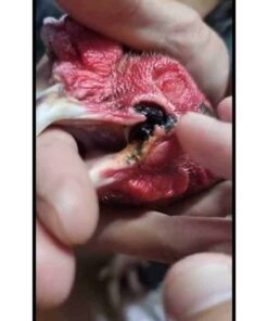 Alternative view of ครีมน้ำมันสมุนไพรสมานแผล รักษาไก่ปากเป็นแผล ยาทาปากไก่