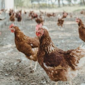 เลี้ยงไก่ชนหน้าฝน