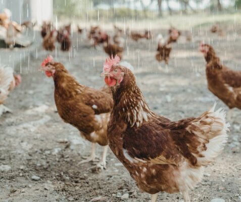 เลี้ยงไก่ชนหน้าฝน