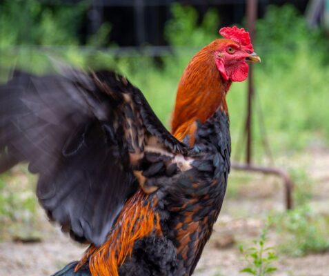 Green and Black Quote Facebook Post