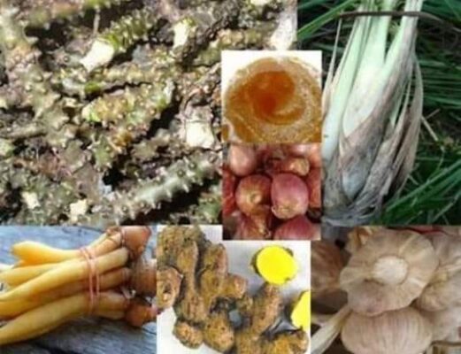 สูตรยากําลังไก่ชนปลาช่อน