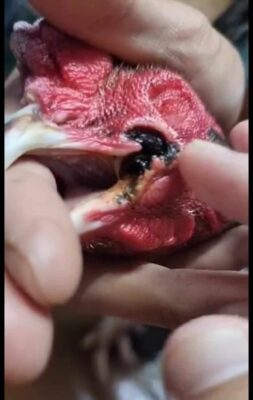 แผลในปากไก่