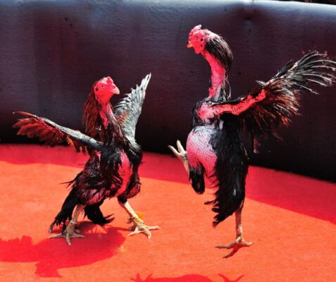 ไก่ตีไม่แม่น