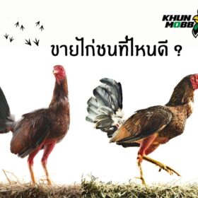 ขายไก่ชน
