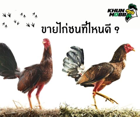ขายไก่ชน