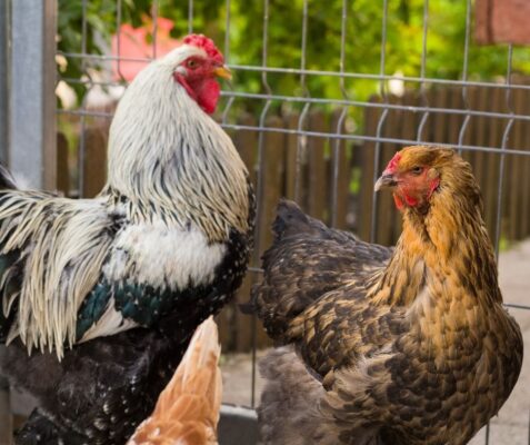 วิธีการเลี้ยงไก่ก่อนออกชน