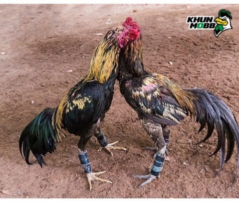 10เคล็ดลับสำหลับไก่พม่า