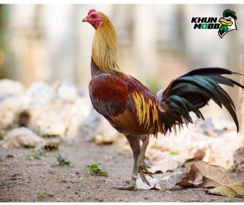 วิธีควบคุมนํ้าหนักไก่ถ่ายขน