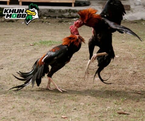 เลี้ยงไก่ออกชน