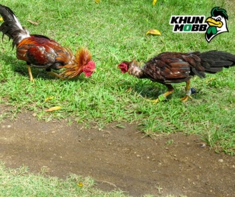 เลี้ยงไก่พม่า