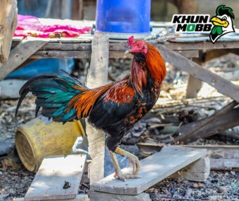 ไก่ชนที่ควรซื้อโดยไม่ต้องปล้ำ