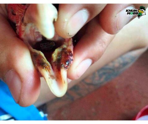 ไก่ปากเป็นแผล