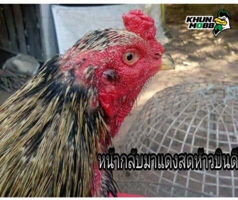 วิธีรักษาไก่คอดอก